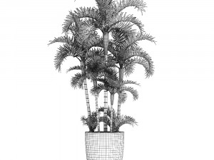 palm in pot Model 3D