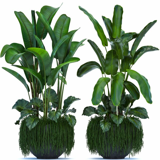 collection exotic plants 3D मॉडल .c4d .max .obj .3ds .fbx .stl .blend 