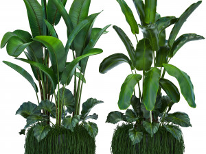 collection exotic plants 3D मॉडल