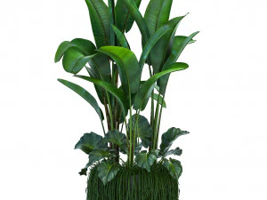 collection exotic plants 3D Model