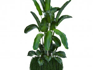 collection exotic plants 3D Model
