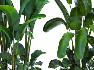 collection exotic plants 3D मॉडल