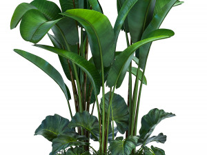 collection exotic plants 3D मॉडल