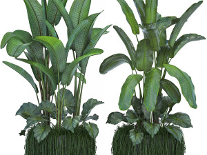collection exotic plants 3D मॉडल