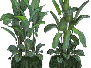 collection exotic plants 3D Model