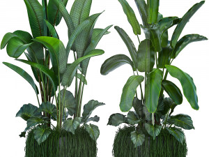 collection exotic plants 3D मॉडल