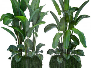 collection exotic plants 3D Model