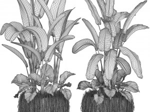 collection exotic plants 3D मॉडल