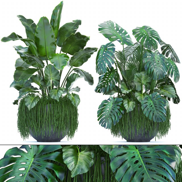 collection exotic plants 3D Model .c4d .max .obj .3ds .fbx .stl .blend 