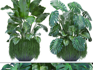 collection exotic plants 3D Model