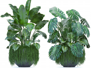 collection exotic plants 3D Model