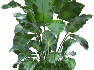 collection exotic plants 3D Model