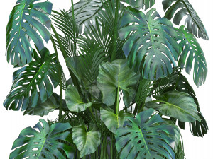 collection exotic plants 3D Model