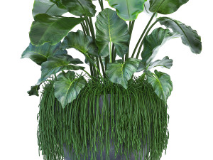 collection exotic plants 3D Model