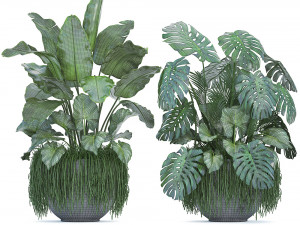 collection exotic plants 3D Model