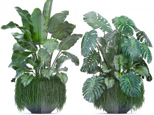 collection exotic plants 3D Model