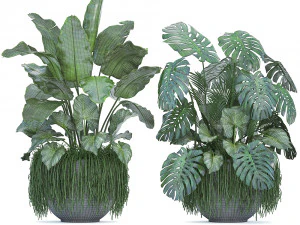 collection exotic plants 3D Model