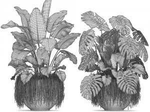 collection exotic plants 3D Model