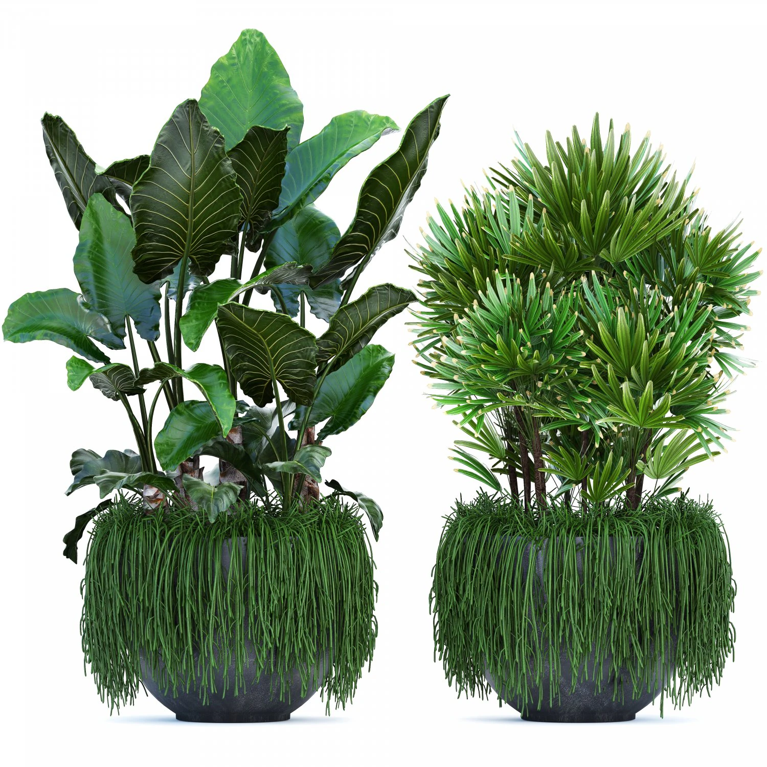 collection exotic plants 3D Model .c4d .max .obj .3ds .fbx .stl .blend 