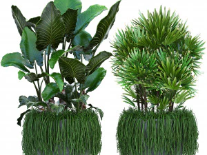 koleksi tanaman eksotik Model 3D