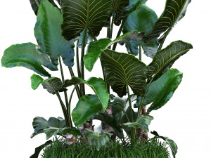 collection exotic plants Modelo 3D