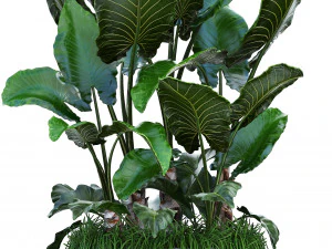 collection exotic plants 3D Model