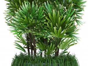 collection exotic plants 3D Model