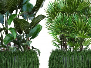 collection exotic plants Modelo 3D