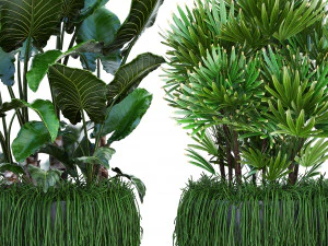 collection exotic plants 3D Model