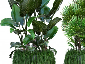 collection exotic plants 3D Model