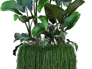 collection exotic plants Modelo 3D