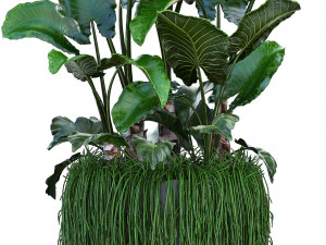 collection exotic plants 3D Model
