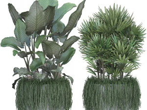 collection exotic plants 3D Model