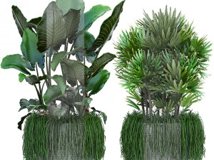 collection exotic plants 3D Model