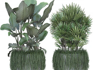collection exotic plants 3D Model