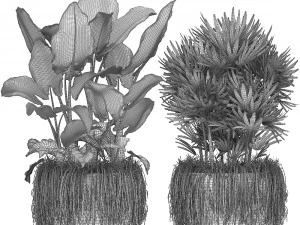 collection exotic plants 3D Model