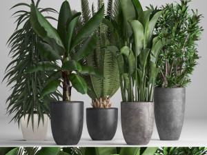 collection of ornamental plants in pots 3D Model