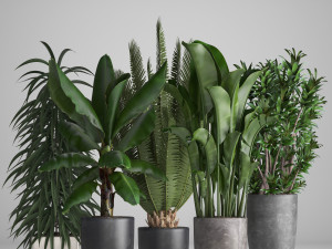 collection of ornamental plants in pots 3D Model
