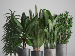 collection of ornamental plants in pots 3D Model