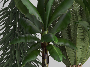 collection of ornamental plants in pots 3D Model