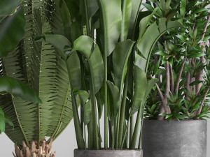 collection of ornamental plants in pots 3D Model