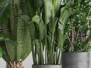 collection of ornamental plants in pots 3D Model