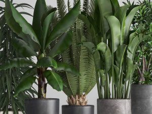 collection of ornamental plants in pots 3D Model