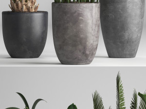 collection of ornamental plants in pots 3D Model