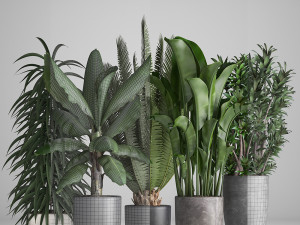 collection of ornamental plants in pots 3D Model