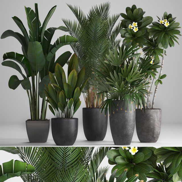 collection exotic plants 3D Model .c4d .max .obj .3ds .fbx .stl .blend 