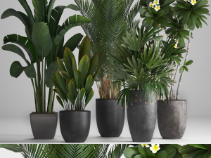collection exotic plants 3D Model