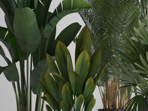collection exotic plants 3D Model