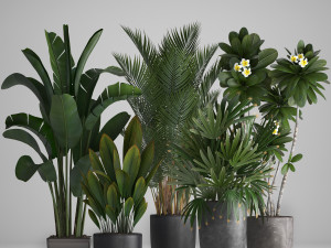 collection exotic plants 3D Model