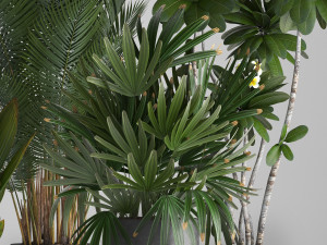 collection exotic plants 3D Model